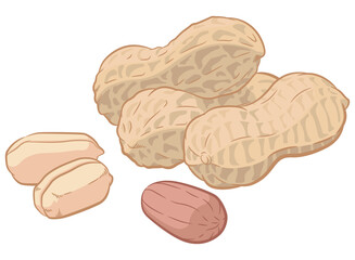 Peanuts Seed Groundnuts Pod Shell Cartoon