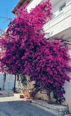 Purple tree in the city of Naxos in Greece