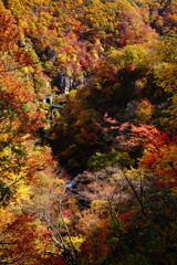 autumn colors in the forest