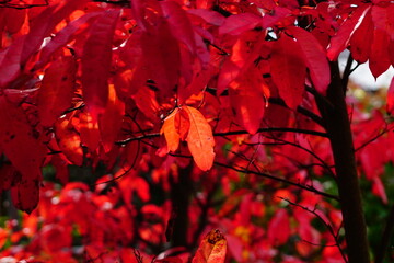 red autumn leaves