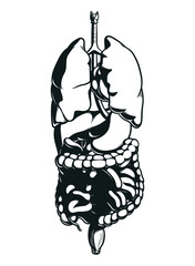  Silhouette Human Body Parts Internal Organs