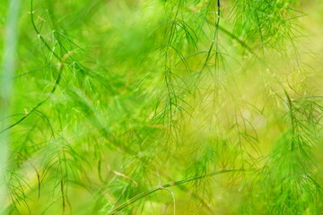 green grass background