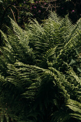 Green fern bush in the park side view