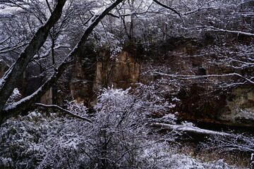 trees in snow