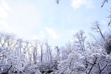 snow covered trees