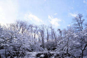 snow covered trees