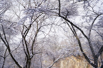 trees in winter