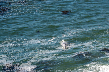 Fototapeta premium Pacific Gray whale on the surface of the water in Depoe Bay, Oregon