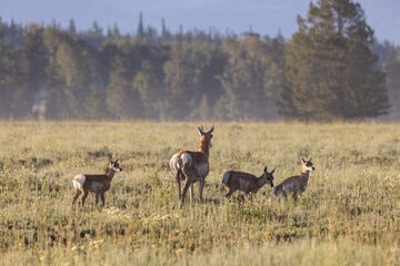 Pronghorn Doe and Fawns in Wyoming in Summer