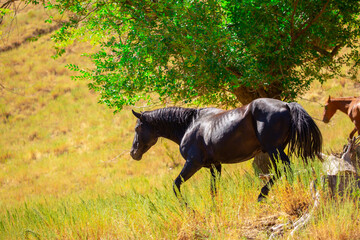 A herd of horses graze in the meadow in summer, eat grass, walk and frolic. Pregnant horses and foals, livestock breeding concept.