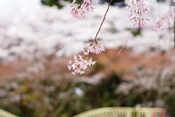 pink cherry blossom