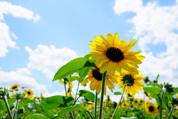 sunflower field and sky