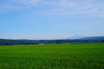 green field and blue sky