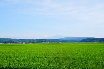 green field and blue sky
