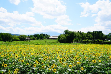 field of dandelions