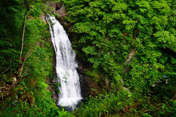 waterfall in the forest