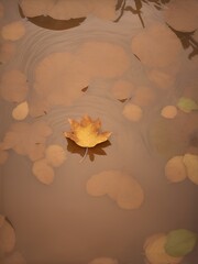 Beige-toned fallen leaf floating on the surface of a calm pond. Created by AI