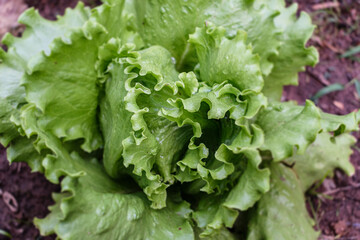 Pé de alface close up na horta