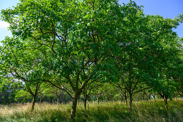 Fototapeta premium Plantation of high-quality PDO certified walnuts trees on foothills of Alps near Grenoble, France