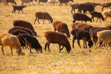 Sheep graze on a green meadow. Pasture with fresh grass in spring, cattle walking. Animal husbandry and agriculture. Herd of animals.