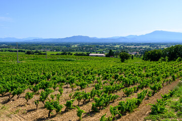 Fototapeta na wymiar Vineyards of Chateauneuf du Pape appelation with grapes growing on soils with large rounded stones galets roules, view on Ventoux mountain, famous red wines, France