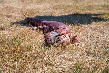 Argentinian red tegu lizard Salvator rufescens common in exotic pet trade
