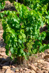 Vineyards of Chateauneuf du Pape appellation with grapes growing on soils with large rounded stones galets roules, lime stones, gravels, sand.and clay, famous red wines, France