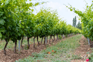 Fototapeta na wymiar Wine making in department Var in Provence-Alpes-Cote d'Azur region of Southeastern France, vineyards in Juту with young green grapes near town Saint-Tropez, cotes de Provence wine.