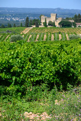 Fototapeta na wymiar Vineyards of Chateauneuf du Pape appellation with grapes growing on soils with large rounded stones galets roules, lime stones, gravels, sand.and clay, famous red wines, France