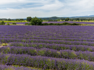 View on rows of blossoming purple lavender, green fiels and Lacoste village in Luberon, Provence, France in July