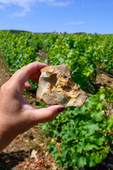 Sample of soil, flint stone, vineyards of Pouilly-Fume appellation, making of dry white wine from sauvignon blanc grape growing on different types of soils, France