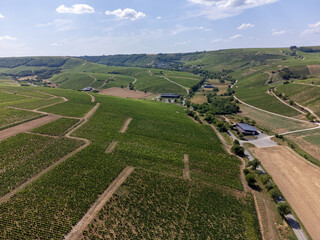 Vineyards of Sancerre appellation, making of dry white wine from sauvignon blanc grape growing on left bank of Loire river on different types of soils, France