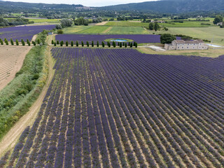 Aerial view on rows of blossoming purple lavender, green fiels and Lacoste village in Luberon, Provence, France in July
