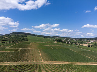 Fototapeta na wymiar Vineyards of Maconnaise regional appellation, wine making in Burgundy near Macon, France