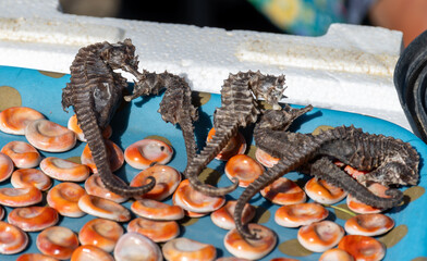 Catch of the day for sale on daily fish market in old port of Marseille, Provence, France. Eye of Saint Lucia shells and seahorse, symbols of fortune