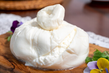 Eating of fresh handmade soft Italian cheese from Puglia, white balls of burrata foglia saporosa or burratina cheese made from mozzarella and cream filling close up