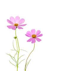 Two pink cosmos flowers on a white background.