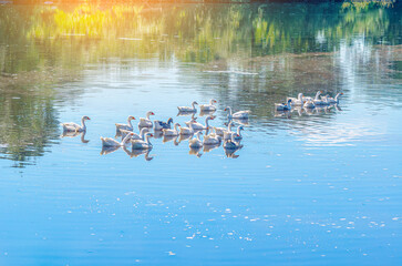 White geese swim in a small lake in the village in summer