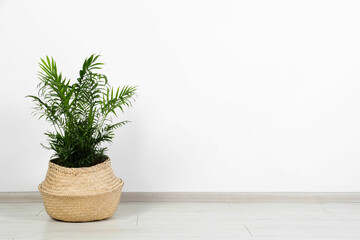 Potted chamaedorea palm on floor near white wall indoors, space for text. Beautiful houseplant