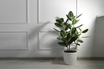 Potted ficus on floor near white wall indoors, space for text. Beautiful houseplant