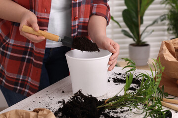 Woman putting soil into pot at white table indoors, closeup. Transplanting houseplants