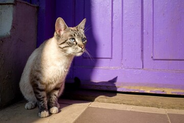 Obraz premium Portrait of a beautiful cat with blue eyes. The cat is waiting.