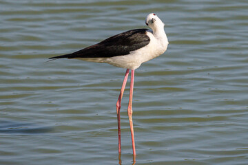 Black-winged Himantopus himantopus Recurvirostridae family and genus Himantopus common bird in aiguamolls emporda girona spain