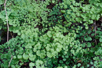 forest, nature, trees, flowers and shrubs