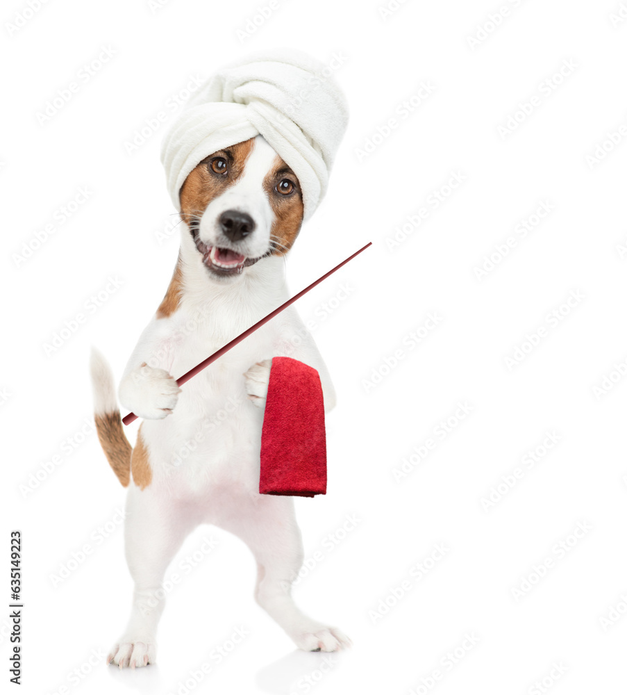 Poster Jack russell terrier puppy with towel on it head points away on empty space. isolated on white background