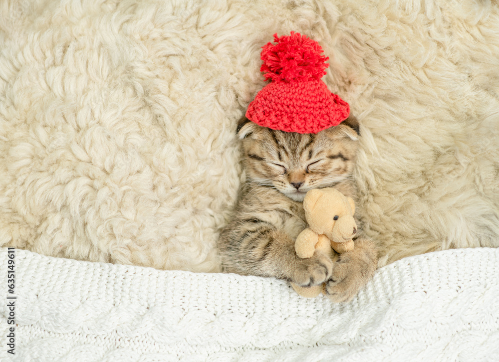 Poster cozy tiny fold tabby kitten wearing warm hat sleeps under warm plaid with favorite toy bear on the b