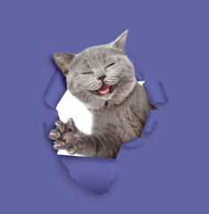 Happy cat looks through a hole in violet paper