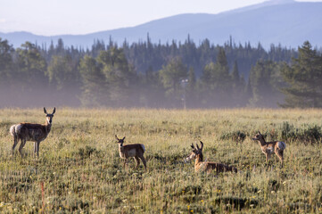 Pronghorn Antelope in Summer in Wyoming