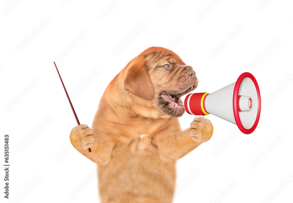 Poster Mastiff puppy screaming into a megaphone and points away on empty space. isolated on white background