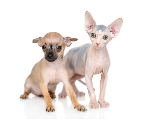 Toy terrier puppy and sphynx kitten sit together.  isolated on white background